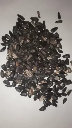 Sun Flower Seeds