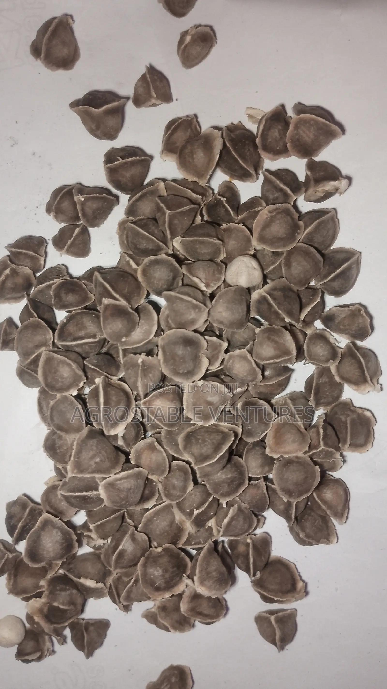 Moringa Seed