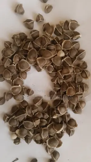Moringa Seed