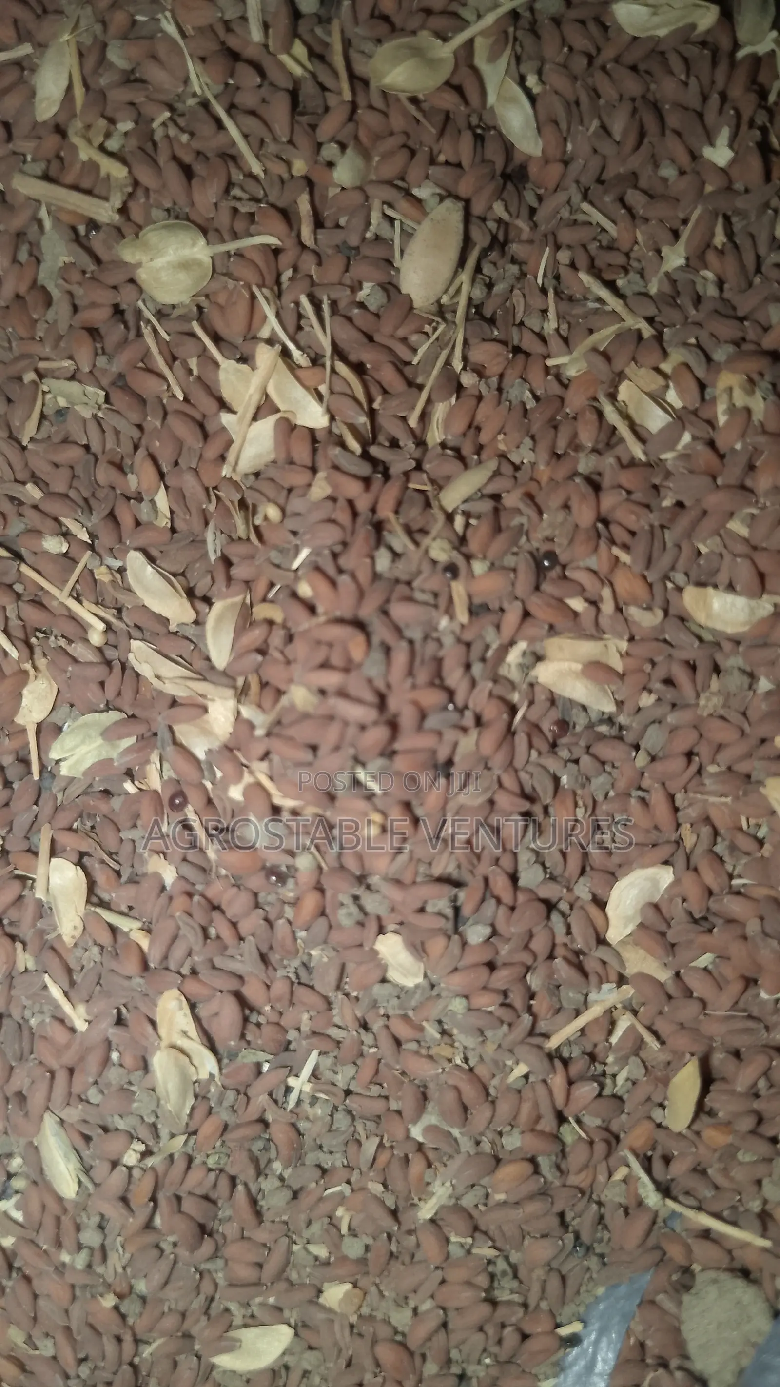 Garden Cress Seed