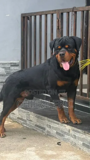 1+ year Male Purebred Rottweiler