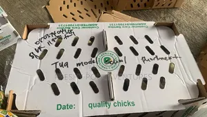 Poultry, Feeds and Drugs