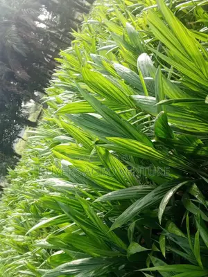 :
Strong and Well-Nurtured Palm Oil Seedlings .
 High Germination Rate