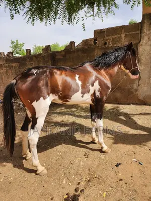 Horses Are Available
