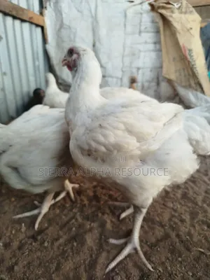 Broiler Chicken