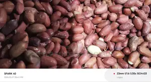 Rehoboth Groundnut