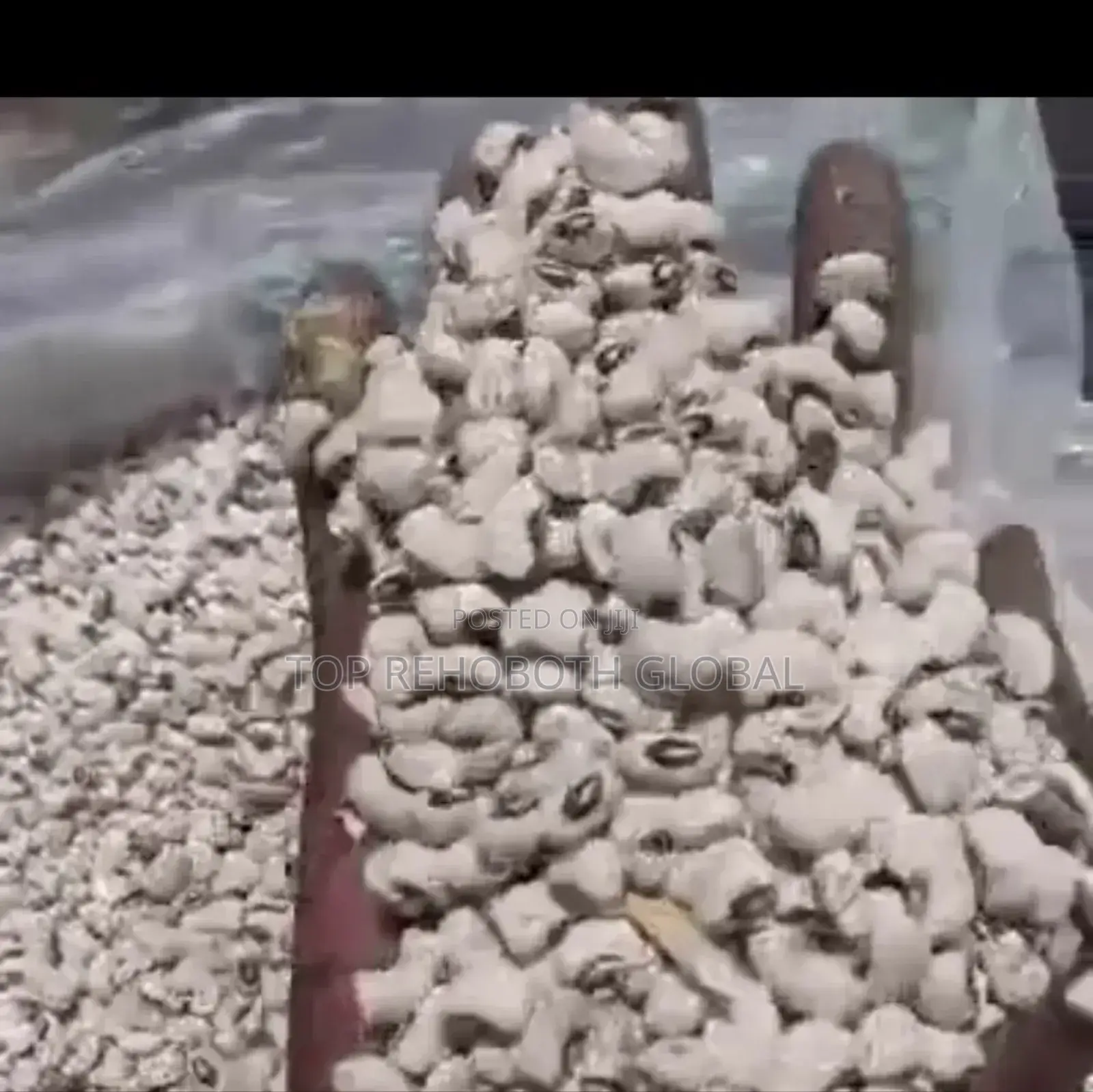 Oloyin Beans / White Beans