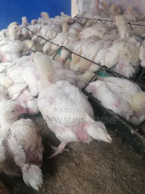 3 Weeks Old Broiler Chickens