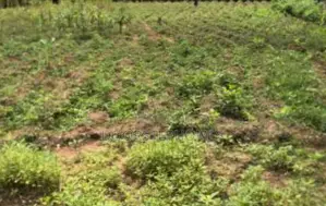 1000sqm Residential Land for Sale in Gwarimpa