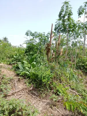 1 Acre of Land for Sale at Elekuru Alabata Moniya Area, Ibadan.