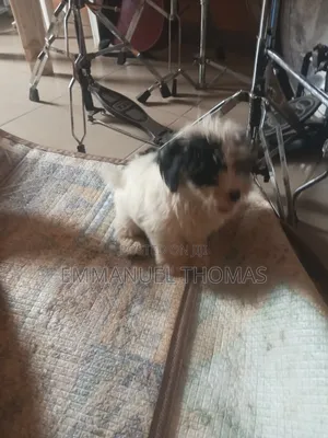 1-3 months Male Purebred Lhasa Apso