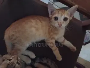 1-3 months Male Purebred American Shorthair
