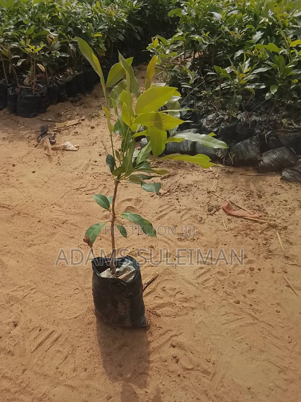 Fruit Plants Nursery
