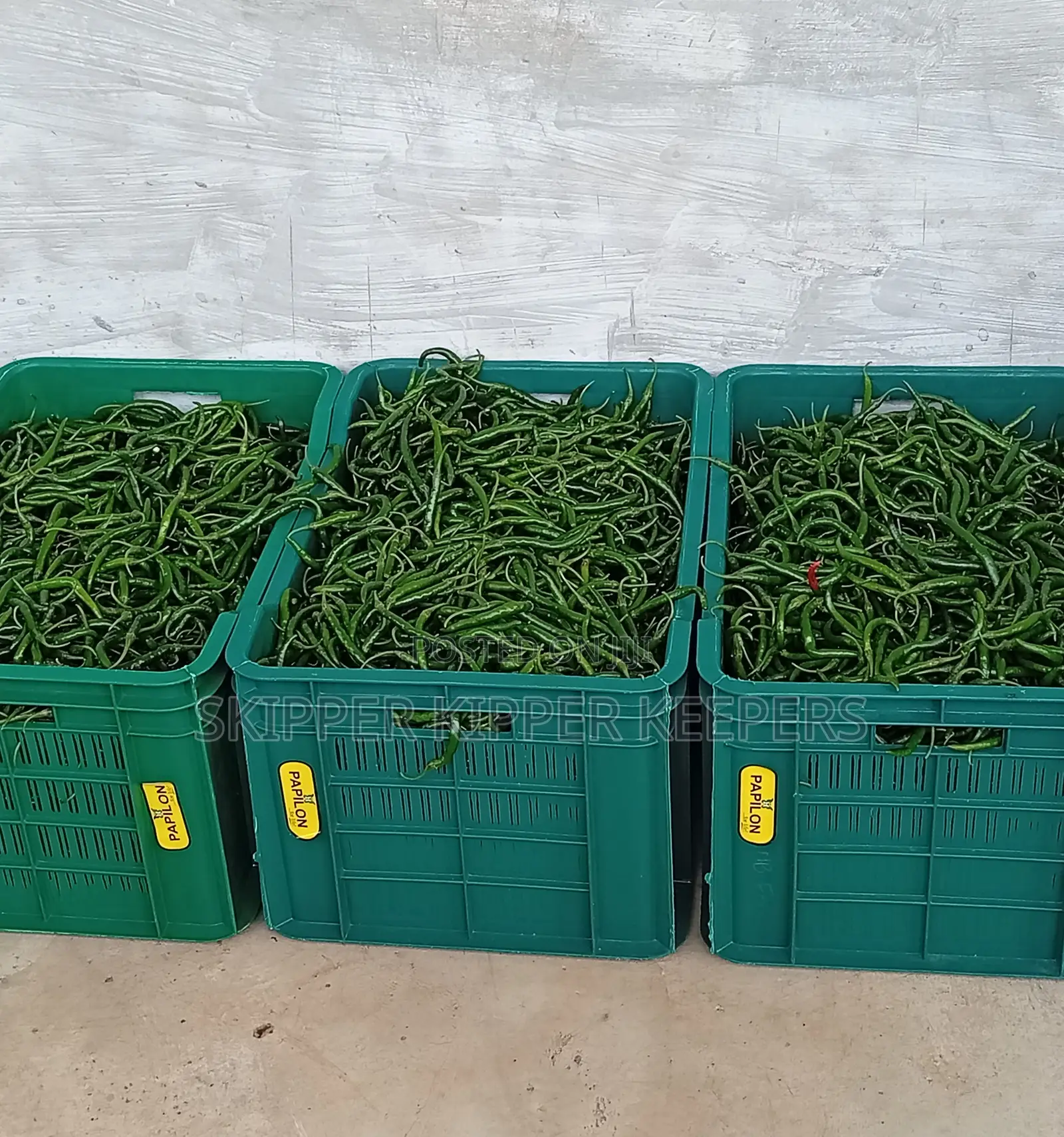Chilli Pepper ( Min Order 40kg)