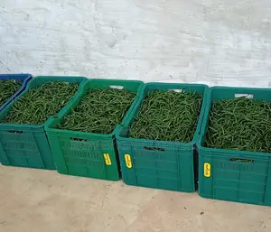 Chilli Pepper ( Min Order 40kg)