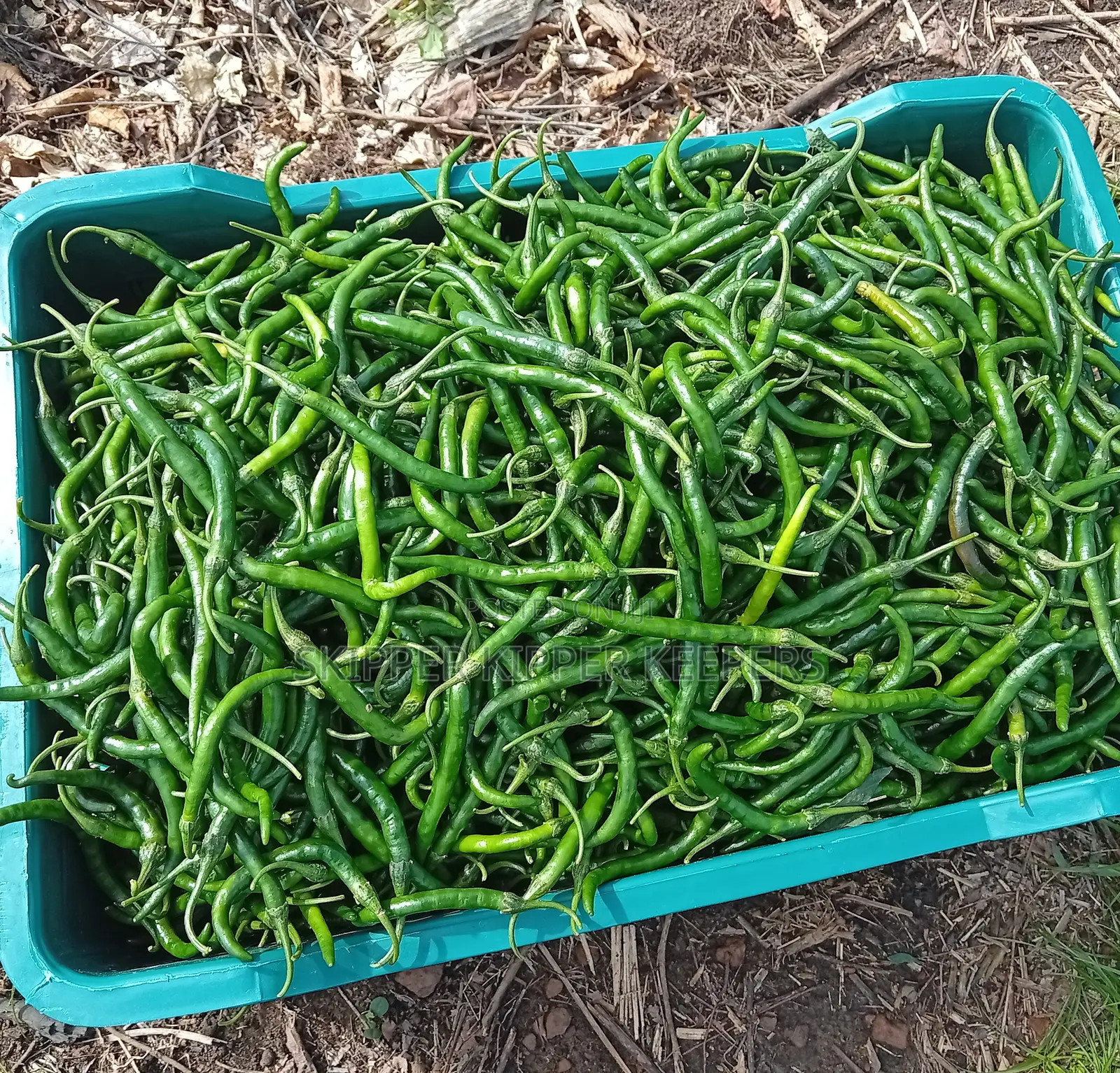 Chilli Pepper ( Min Order 40kg)