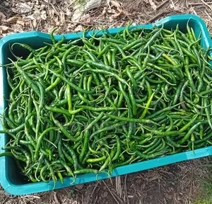 Chilli Pepper ( Min Order 40kg)