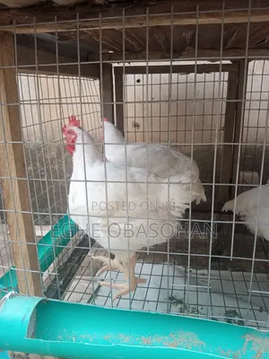 Live Organic Chickens 3kg