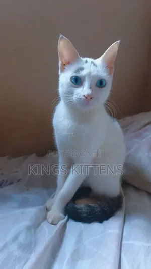 3-6 months Female Purebred American Shorthair