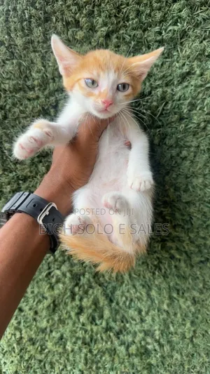 1-3 months Male Purebred American Shorthair