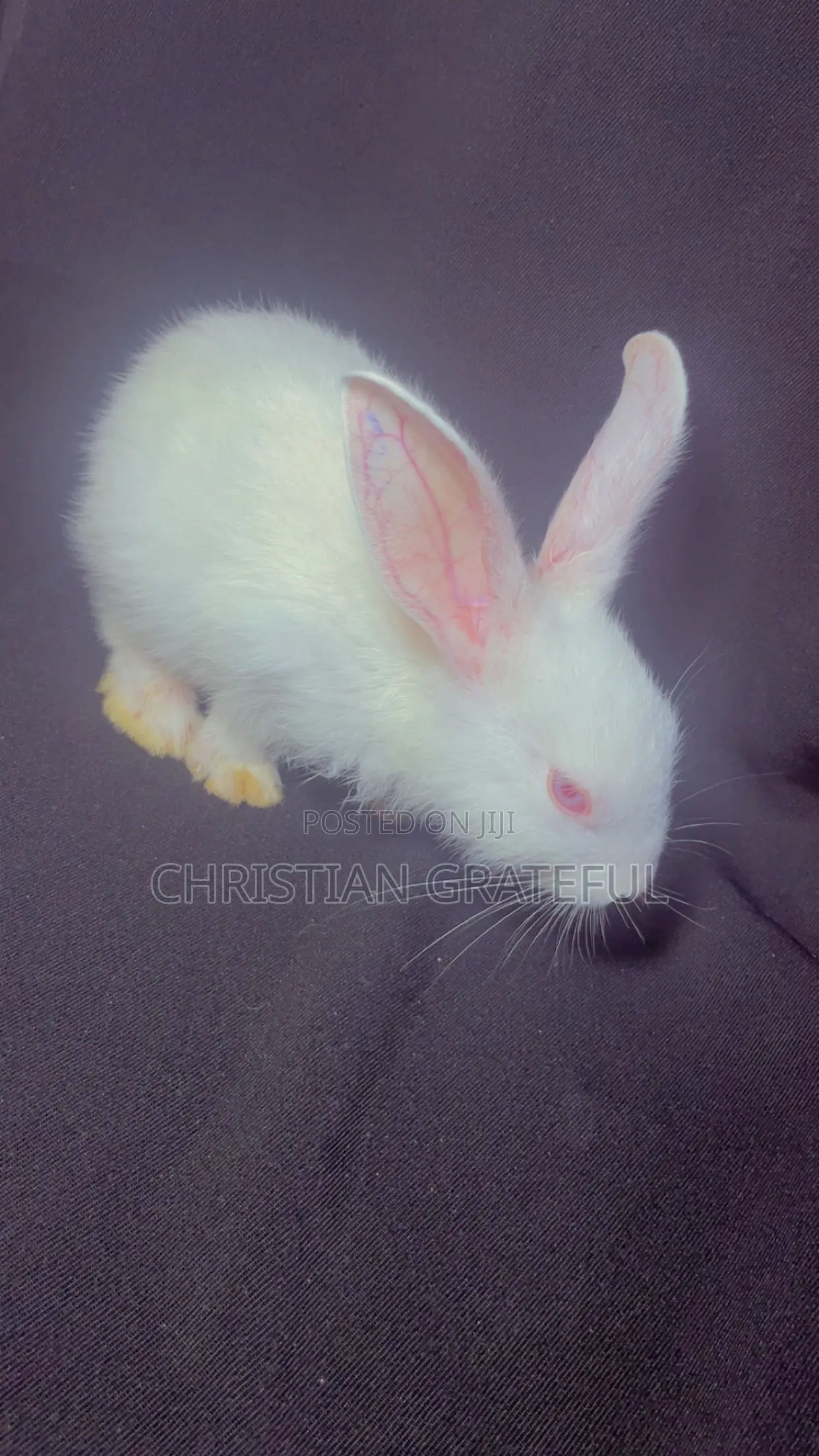 4 Months Rabbit for Sell for sale - Price: ₦ 35,000 on Jiji.ng [Imo State]