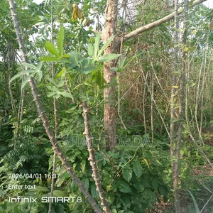 Acres of Land at Imota and Agbowa Lagos and Ogun Ikorodu