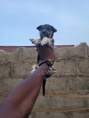 1-3 months Female Mixed Breed German Shepherd