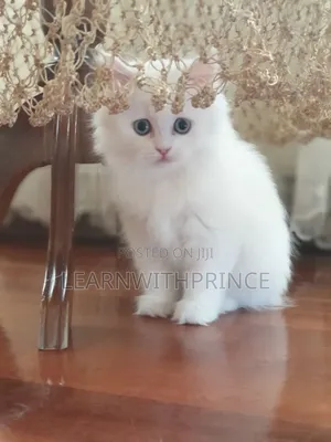 1-3 months Female Purebred Persian