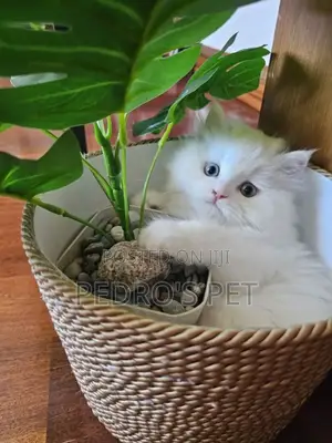 1-3 months Female Purebred Persian
