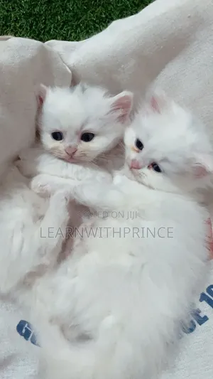 1-3 months Female Purebred Persian