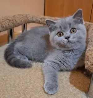 1-3 months Female Purebred British Shorthair