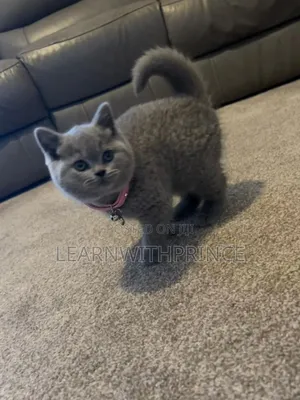 1-3 months Female Purebred British Shorthair