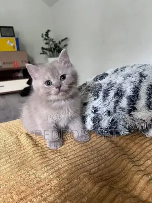 1-3 months Male Purebred British Shorthair
