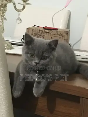 1-3 months Female Purebred British Shorthair