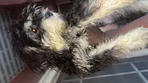 1-3 months Male Purebred Lhasa Apso