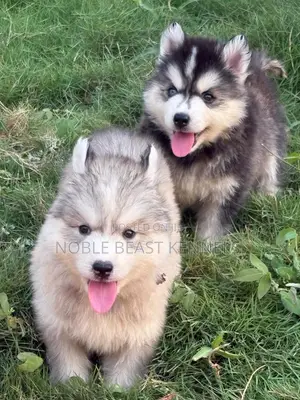 1-3 months Male Purebred Siberian Husky