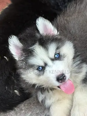 1-3 months Female Purebred Siberian Husky