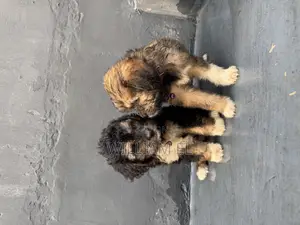 1-3 months Male Purebred Lhasa Apso