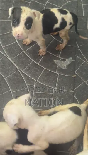1-3 months Female Purebred American Pit Bull Terrier