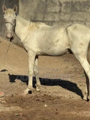 Livestock Horse For Sell