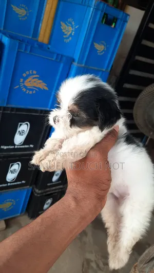 3-6 months Female Purebred Lhasa Apso