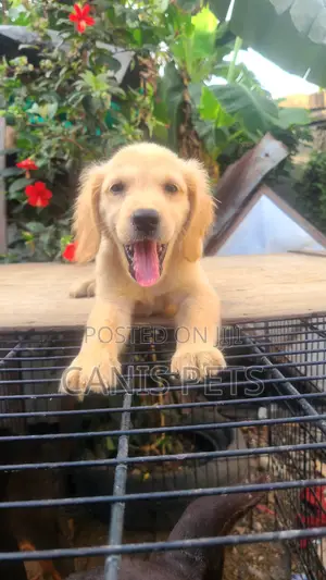 1-3 months Female Purebred Golden Retriever