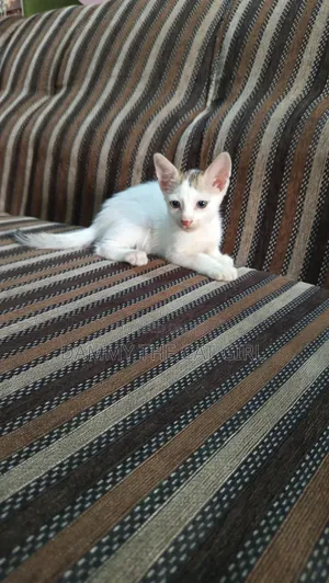 1-3 months Male Purebred American Shorthair