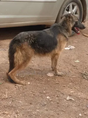 6-12 months Female Purebred German Shepherd