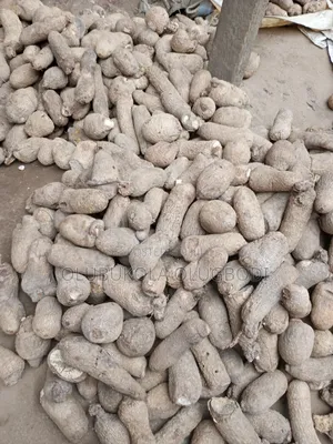 Benue and Abuja Yam Set