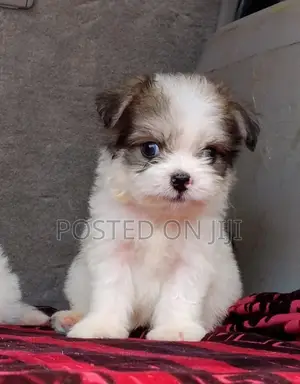 1-3 months Male Purebred Lhasa Apso