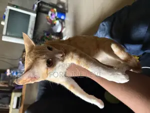 6-12 months Male Purebred Tabby