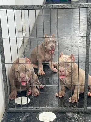 3-6 months Male Purebred American Bully