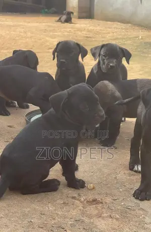 1-3 months Female Purebred Cane Corso