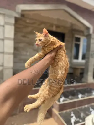 3-6 months Female Purebred Turkish Van
